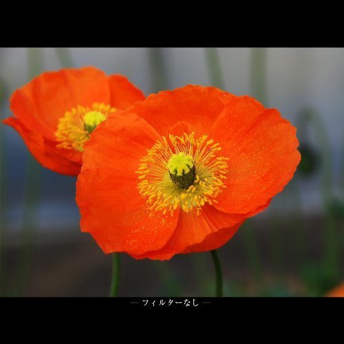 Marumi 72Mm Dhg Macro X3 Filter #TOP2