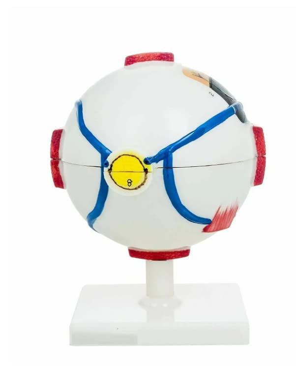 Premium Human Eye Model with Dissectible Eye Ball 7 Parts can Enlarged 5 Times