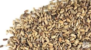 See full amazon price history chart for Maven & Bloom Milk Thistle Seeds for Gardening Maven & Bloom Milk Thistle Seeds for Gardening (B08HQQHDFJ) Amazon Price History, Amazon Price Tracker