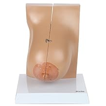 Axis Scientific Female Breast Model in Lactation Period | Illustrates Mammary Glands | Model Opens to Reveal Internal Breast Anatomy | Includes Product Manual