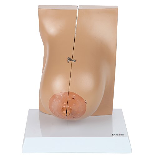 Axis Scientific Female Breast Model in Lactation Period | Illustrates Mammary Glands | Model Opens to Reveal Internal Breast Anatomy | includes Product Manual