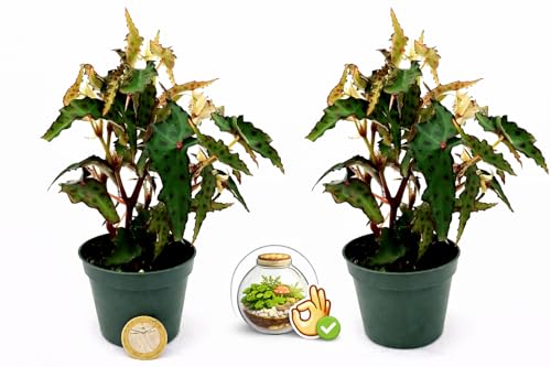 POWERS TO FLOWERS - BEGONIA AMPHIOXUS BUTTERFLY MINI, 2 PIANTE, IDEALE PER TERRARIUM, VASO 5,5CM, Pianta Vera