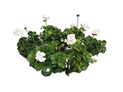 Geranio Blanco Pack 6 Plantas Naturales con Flores de Color Blanco