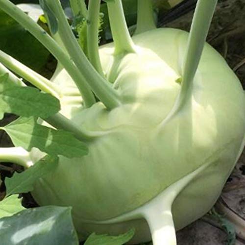 LEANO Organic Kohlrabi Seed Early White Vienna Seeds Heirloom Vegetable Seeds Non-GMO for Home Garden Planting - Thumbnail 7
