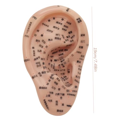 Semillas de oído para reflexología: kit de acupuntura con modelo de oreja 3