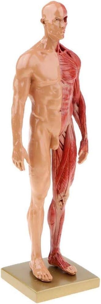Modèles d'anatomie Humaine Tableaux d'anatomie Masculine et féminine Modèles d'anatomie des Muscles et des os Humains (pour l'étude Scolaire)