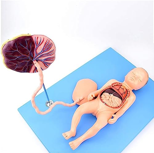 LUCEAE Anatomisches Neonatal Organ Modell Säuglinge Abdominal Umbilical Cord Plazental Fetal Care Anatomie Modell Für Klasse/Studenten Lehre,Medizinische Modelle Für Bildungsmaterialien