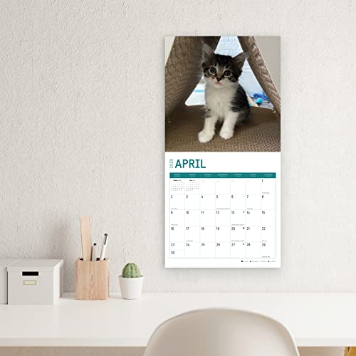 2023 Rescue Kittens Monthly Wall Calendar By Bright Day, 12 X 12 Inch, Cute Cats Calendars For A Cause #TOP6