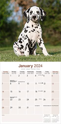 Dalmatian Calendar 2024 - Image 3