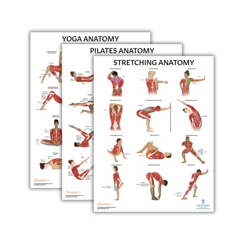 Image of Anatomy Lab Yoga, Pilates, and Stretching Anatomy Poster Set - 3 PACK LAMINATED, Anatomy and Physiology Poster, 17.3 x 22.5 Inches, Stretching Exercise Chart Posters for Wall | 3 Pack Laminated, 17.3 x 22.5 Inches
