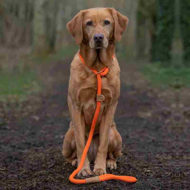 Dog Leads - Tangerine - Slim Slip Lead