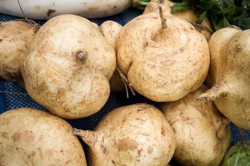 Jicama Root, Whole Fresh Root, 2 pound worth of Whole Root, COOL BEANS n SPROUTS - Thumbnail 4