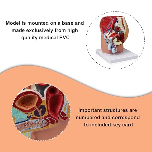 Image of VAO431-N Male Pelvis - 4 Parts, Magnetically Connected