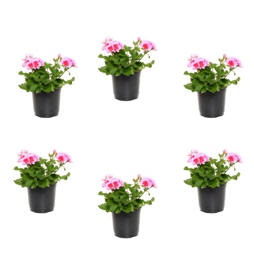 Verdecora Pack 6 Geranios | Geranio zonal | Malvón | Planta natural de exterior en maceta de Ø13cm (altura total aproximada 30-35cm) | Flor con olor | Perfecta para terraza, jardín o balcón