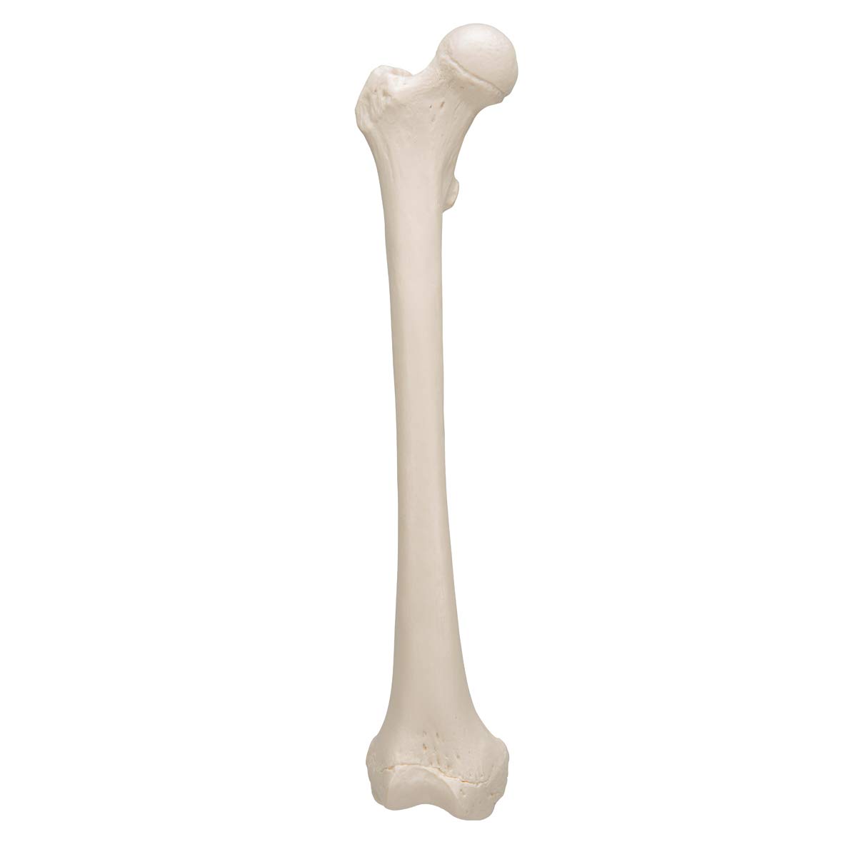 3B Scientific A35/1L, A35/1R Femore + software gratuito di anatomia - 3B Smart Anatomy