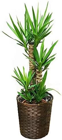 Amazon ユッカ エレファンティペス ８号 観葉植物 茶色鉢カバー付 中型 青年の木 インテリア 寒さに強い 観葉植物 オンライン通販
