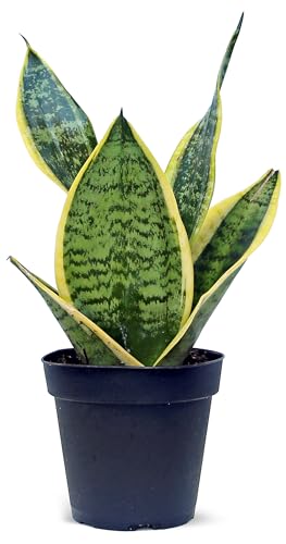 Live Snake Plant, Sansevieria Superba, Gardening Gift, Mother's Day Gift, Christmas Gift, Plant Lover Gift, Housewarming Gift, Fully Rooted Houseplant, Birthday Gift in 4' Pot