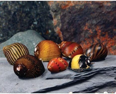 Image of Swimming Creatures Freshwater Aquarium Shrimp - A Perfect Combo to Brighten Your Aquarium! (20 Mixed + 3 Assorted Nerite SNAlL)