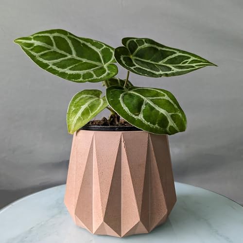 Image of Little Jungle X CuteCrete Sage Concrete Planter For 3 inch - 4 inch Pots (Pink)