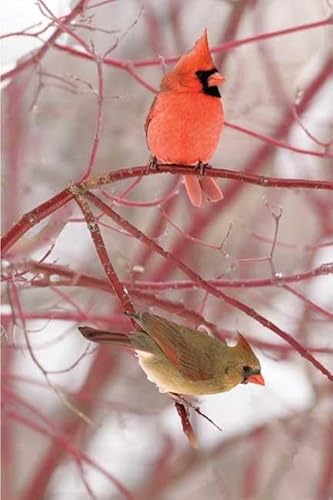Cardinal Blank Journal (Nodin Press Blank Journals)