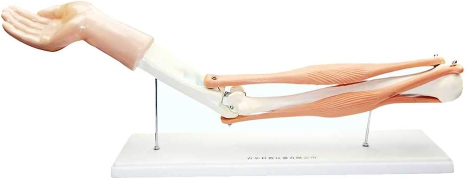 MKULOUS Human Elbow Joint Model - Anatomical Upper Limb Bone And Elbow Ulna Skeleton Model for Medical Education