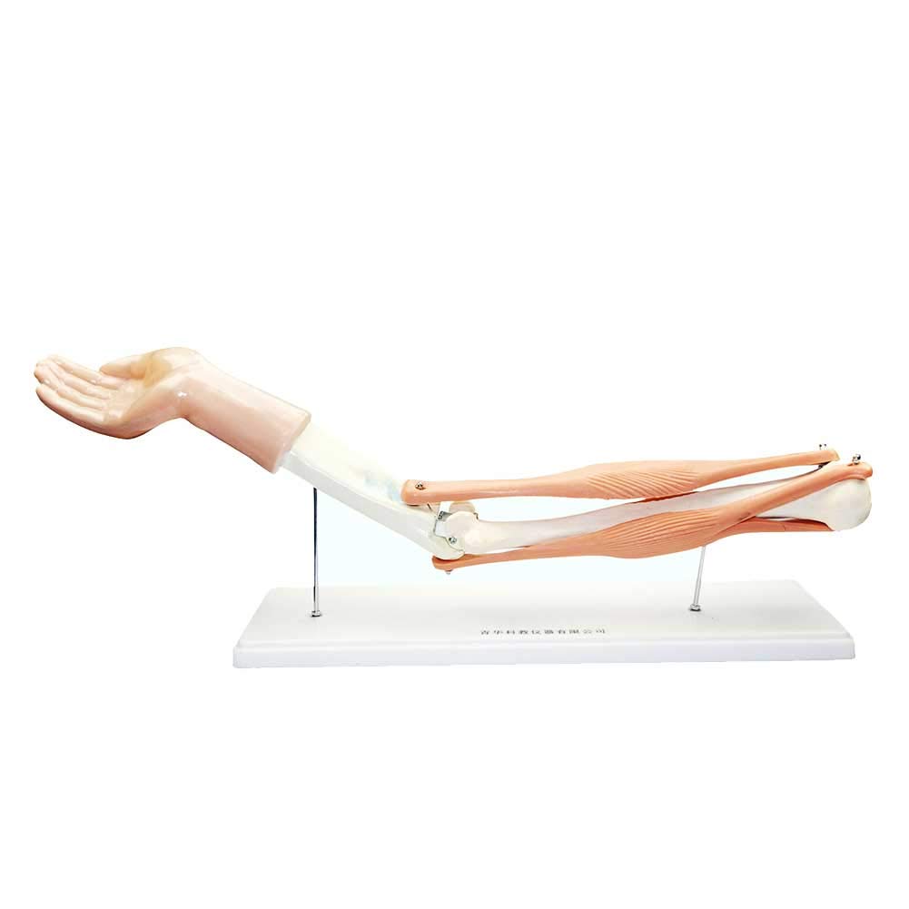 MKULOUS Human Elbow Joint Model - Anatomical Upper Limb Bone And Elbow Ulna Skeleton Model for Medical Education
