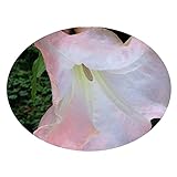 Brugmansia Strawberry Cream Angels Trumpet Live Tropical Plant Coral Pink Fragrant Flower Starter Size 4 Inch Pot Emeralds R