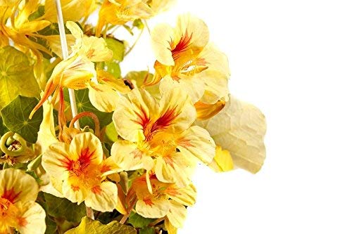 Nasturzio salmone dell'Alaska Semi arancioni