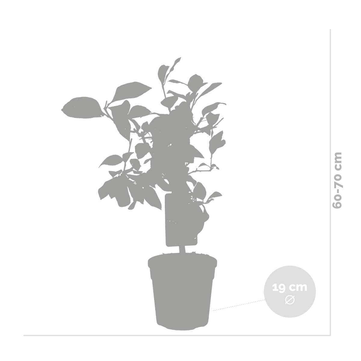Bloomique - Citrus Limon - Zitrone - Zitronenbaum - Zitrusbaum - Obstbaum - Gartenpflanzen - Höhe 50-70 cm - Topf 19 cm