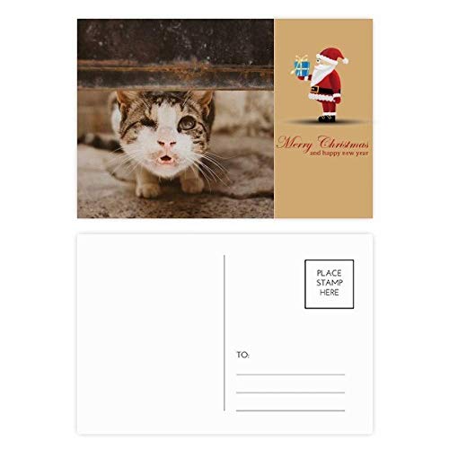 Carte postale chat amusante, collection exclusive de 20 impressions d'art