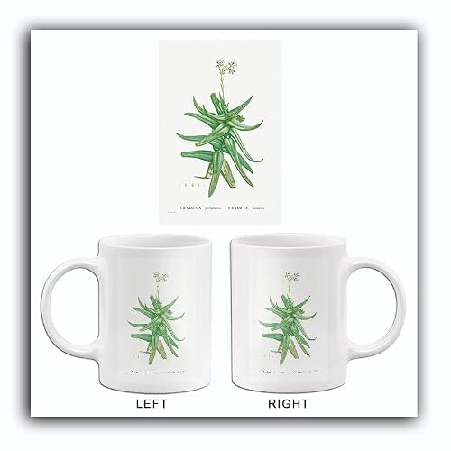 Crassula Perfoliata (Sickle–Leaf Red Crassula) - 1799 - Pierre Joseph Redoute - Botanical Illustration Mug #TOP13