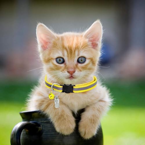 6 Stück Personalisierte Adressanhänger für Hunde Katzen, Adressanhänger Hund, Hundehalsband Anhänger, Adressanhänger Katze, für Haustiere, Katzen, Hunde