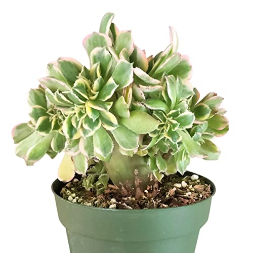 Crested Aeonium Sunburst 2 Inch | Premium Colorful Collection Of Live Aeonium Succulent Plants | Healthy Rosettes Succulents Fully Rooted In 2/4/6 Inch Sizes | Mother's Day Gift Rare Varieties #TOP6