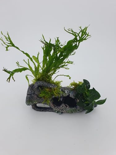 Aquarium Deko Polyresin wunderschönes Garnelenbäumchen römische Amphore klein15x4 cm mit echtem Farn,Anubias uns Moos bepflanzt