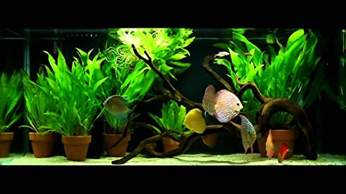 Marcus Fish Tanks 3X Amazon Sword Echinodorus Bleheri Easy Live Aquarium Plants For Aquatic Freshwater Fish Tank thumb #7