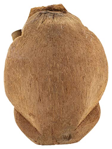 Coconut Monkey, Oval Shape, Wood Made, Size Aprox 8.5inches and 120g, Pack of 1 Coconut Monkey in Box