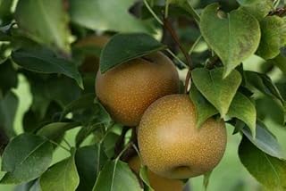 Shinko Asian Pear Tree - A Gift That Keeps Giving - Live Fruit Plant Shipped 3 Feet Tall by DAS Farms