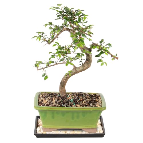 Brussel's Bonsai Live Chinese Elm Bonsai Tree, Outdoor - Medium, 7 Years Old, 8 to 10 inches Tall...