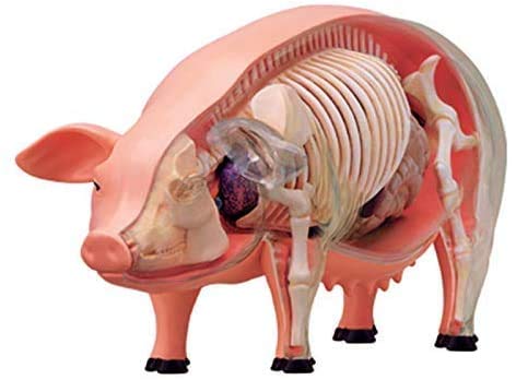 Ricerca scientifica 4D Maiale Intelligenza Assemblaggio Giocattolo Animale Organo Modello Insegnamento Medico Fai-da-Te Apparecchi scientifici Popolari