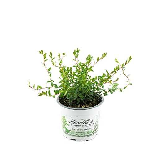 Cranberry Pflanze - Cranberries, Vaccinium macrocarpon