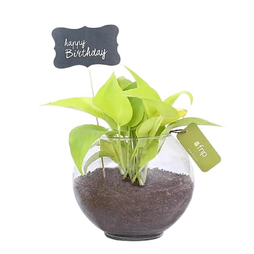 fnp Money Plant Terrarium For Birthday Wishes-image-4