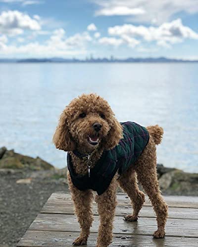 Image of Gooby Fashion Vest Check Dog Jacket, Green Check, Small