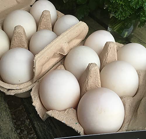 6 Fertile DUCK hatching eggs - large breed