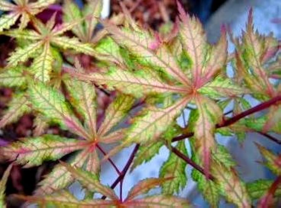 三つ葉あ Amazon.com : Grandma Ghost Japanese Maple 3 - Year Live