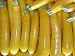 Rare Seeds Summer Squash Zucchini Svitozar Organic Heirloom Vegetable Seed