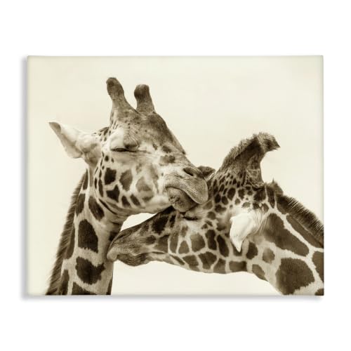 Sweet Cuddling Giraffes Sepia, 16 x 20 Inch Canvas Wall Art