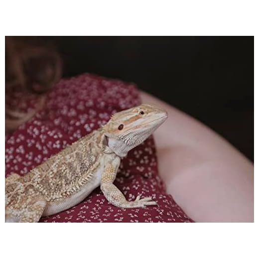 The Incredible Bearded Dragons!