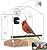 Window Bird Feeder with Camera, Smart Clear Birdfeeder for Outside, 2K HD Live View & AI Bird 10000+, Window Bird House Feeder with 6 Suction Cups