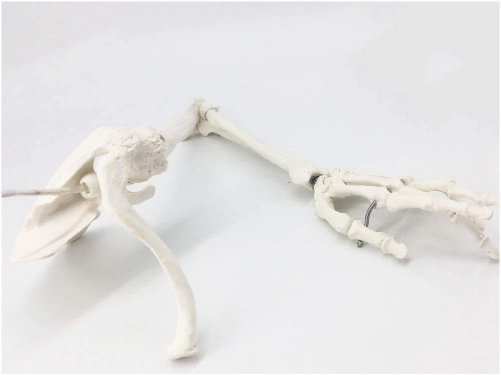 Upper limbs bone model - medical anatomical human limb skeletal model - arm bone scapula clavicle upper arm bone human skeleton model,A