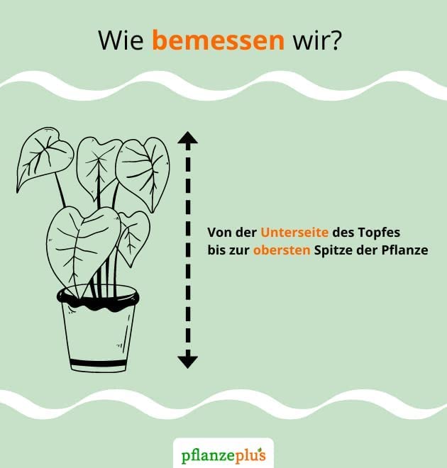 4er-Set, Monstera & Dieffenbachia & Spathiphyllum & Areca, 40-45cm, 12er Topf, Pflanzen für Wohnung und Büro, Qualität vom Pflanzen Profi, Schneller und Kostenloser Pflanzenversand, Raumbegrünung - Image 8